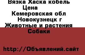 Вязка Хаска кобель › Цена ­ 5 000 - Кемеровская обл., Новокузнецк г. Животные и растения » Собаки   